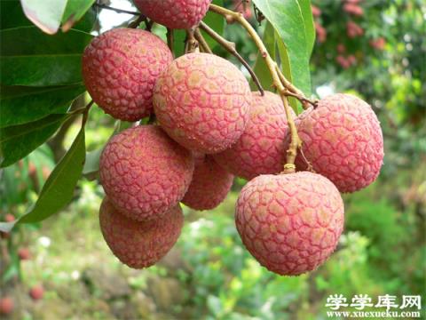 廣東有哪些特色水果 廣東的特產