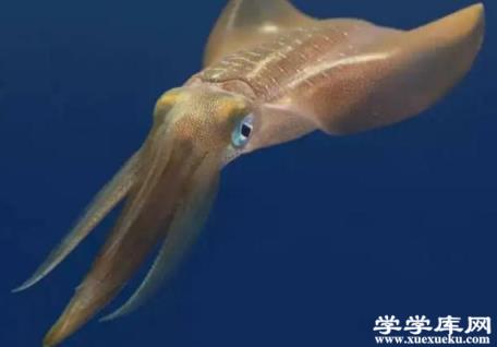 爆炒魷魚的做法是什么 蒜薹爆魷魚的做法是什么