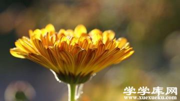 小清新的金盞菊