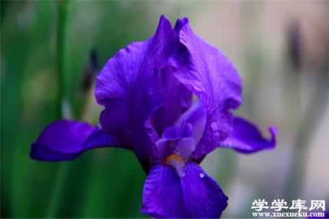 冬季臥室里養什么花比較好？這些花殺菌又除塵！