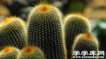 仙人掌