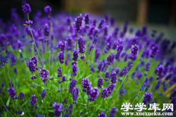 紫羅蘭