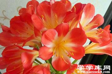 大勝利君子蘭