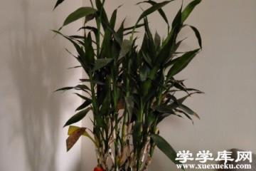 富貴竹