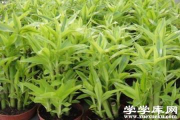 富貴竹