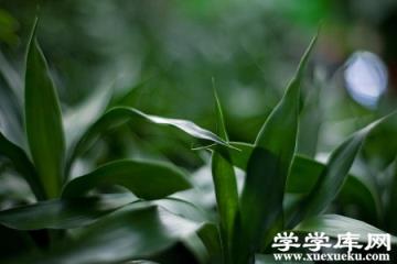 富貴竹
