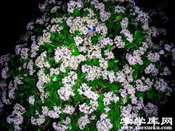 美麗的玉樹