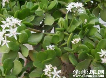 漂亮的玉樹