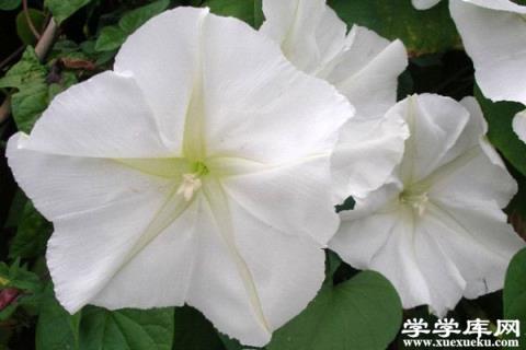月光花的花期