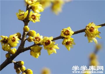 臘梅的毒性