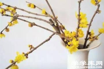 臘梅花