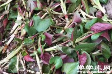 魚腥草