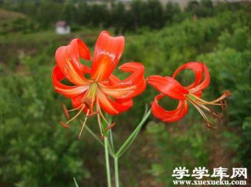山丹花開花