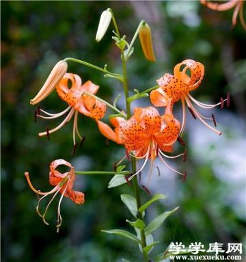 好看的山丹花