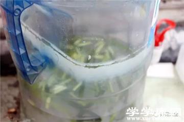 蔥葉