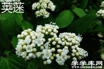 莢蒾