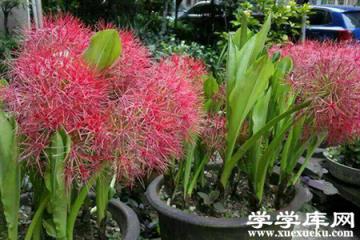 網球花