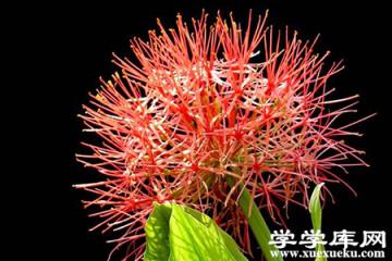 網球花