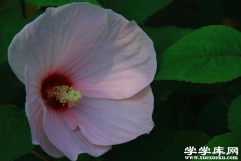 芙蓉葵播種有妙招，簡單好活，一起來試試！