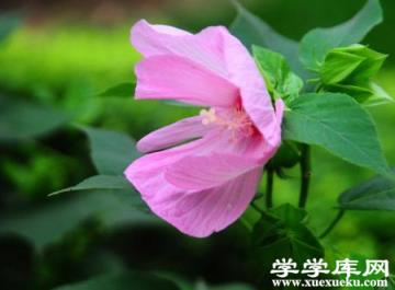 芙蓉葵