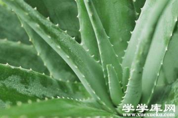 漂亮的蘆薈